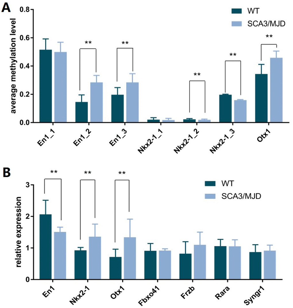 DNA methylation status of sequence in En1, Nkx2-1, and Otx1 and the corresponding transcriptional levels of these genes. (A) Compared to control group, the average methylation levels of sequence En1