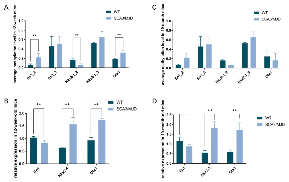 Dynamic DNA methylation and gene expression change of En1, Nkx2-1, and Otx1. (A, B) the average DNA methylation levels and transcriptional levels in 12-week-old mice. DNA methylation levels of sequence En1