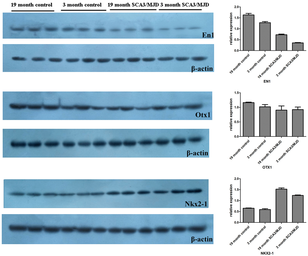 Dynamic changes of En1, Nkx2-1, and Otx1 protein levels in 12-week and 19-month old mice cerebellum. Compared to the WT group, the protein level of En1 showed a significant downregulation in SCA3/MJD group at both 12 weeks and 19 months (pppp>0.05).