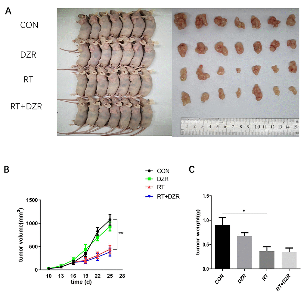 Radiotherapy combined with DZR treatment does not inhibit tumor growth in vivo. (A) Tumor images for each group. (B) Tumor volume changes in nude mice over time. (C) Final tumor weight in nude mice; data are expressed as mean ± SEM, *: p p .