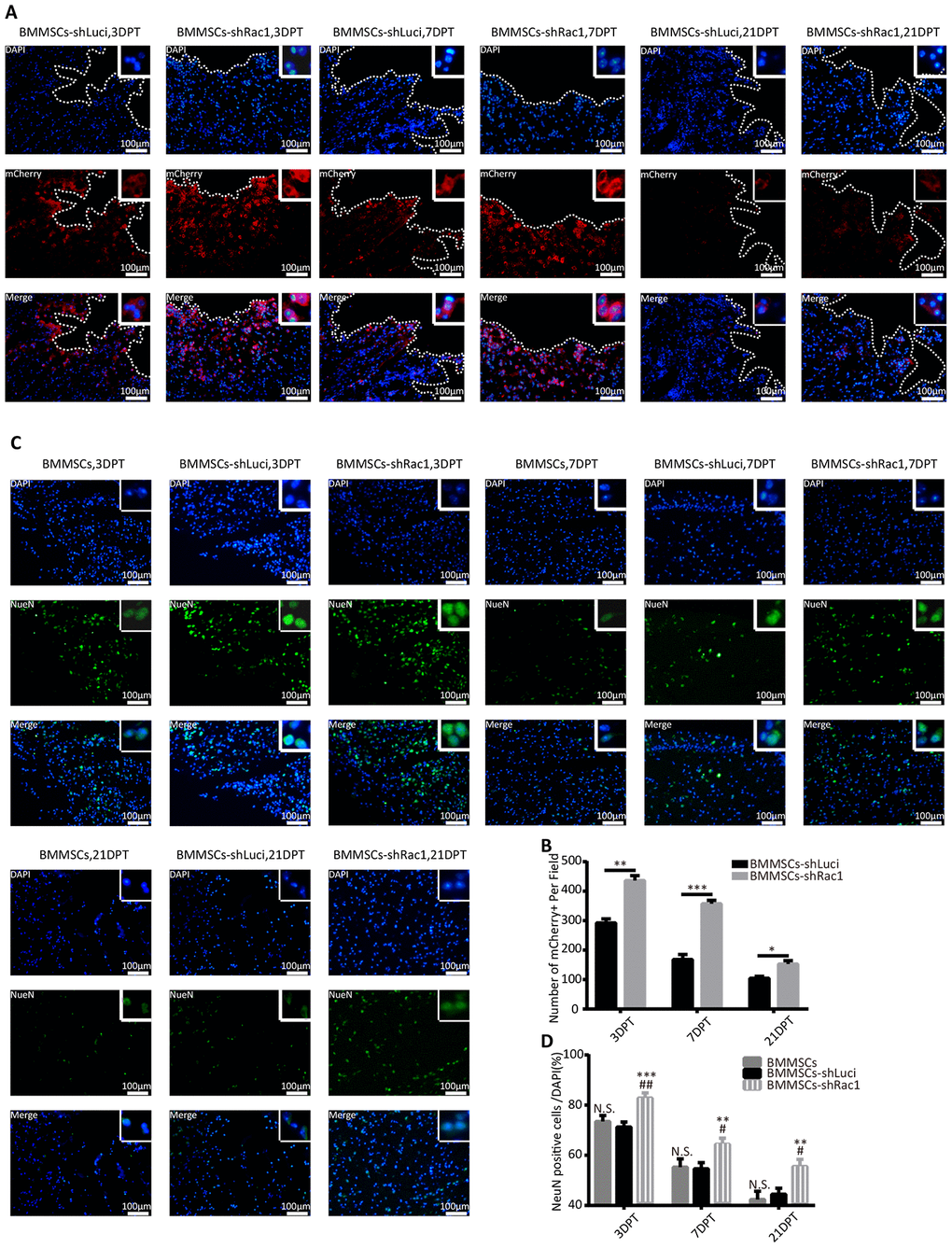 shRac1 improves neuron survival by promoting BMMSCs transplant survival after transplantation into TBI mice. (A) Images representing surviving BMMSCs-shLuci and BMMSCs-shRac1 at 3, 7 and 21 DPT. Surviving BMMSCs in the lesional site were labeled with mCherry (red) and counterstained with DAPI (blue). Lesional boundaries were outlined by a continuous imaginary line. The upper right corner insert shows a zoomed-in image of the local area with a scale bar of 100μm. (B) mCherry (+) cell counts per field showed more BMMSCs-shRac1 cells survived than the BMMSCs-shLuci cells at day 3, day 7 and day 21 (*P C) Representative images of the surviving neurons at 3, 7 and 21 DPT, neuron surviving in the lesion location were labeled with NeuN (green) and counterstained with DAPI (blue). The upper right corner insert shows a zoomed-in image of the local area with scale bar of 100 μm. (D) NeuN (+)/DAPI ratio was higher for mice transplanted with BMMSCs-shRac1 than those transplanted with parental BMMSCs and BMMSCs-shLuci at different time points. (N.S. no significance, **P 