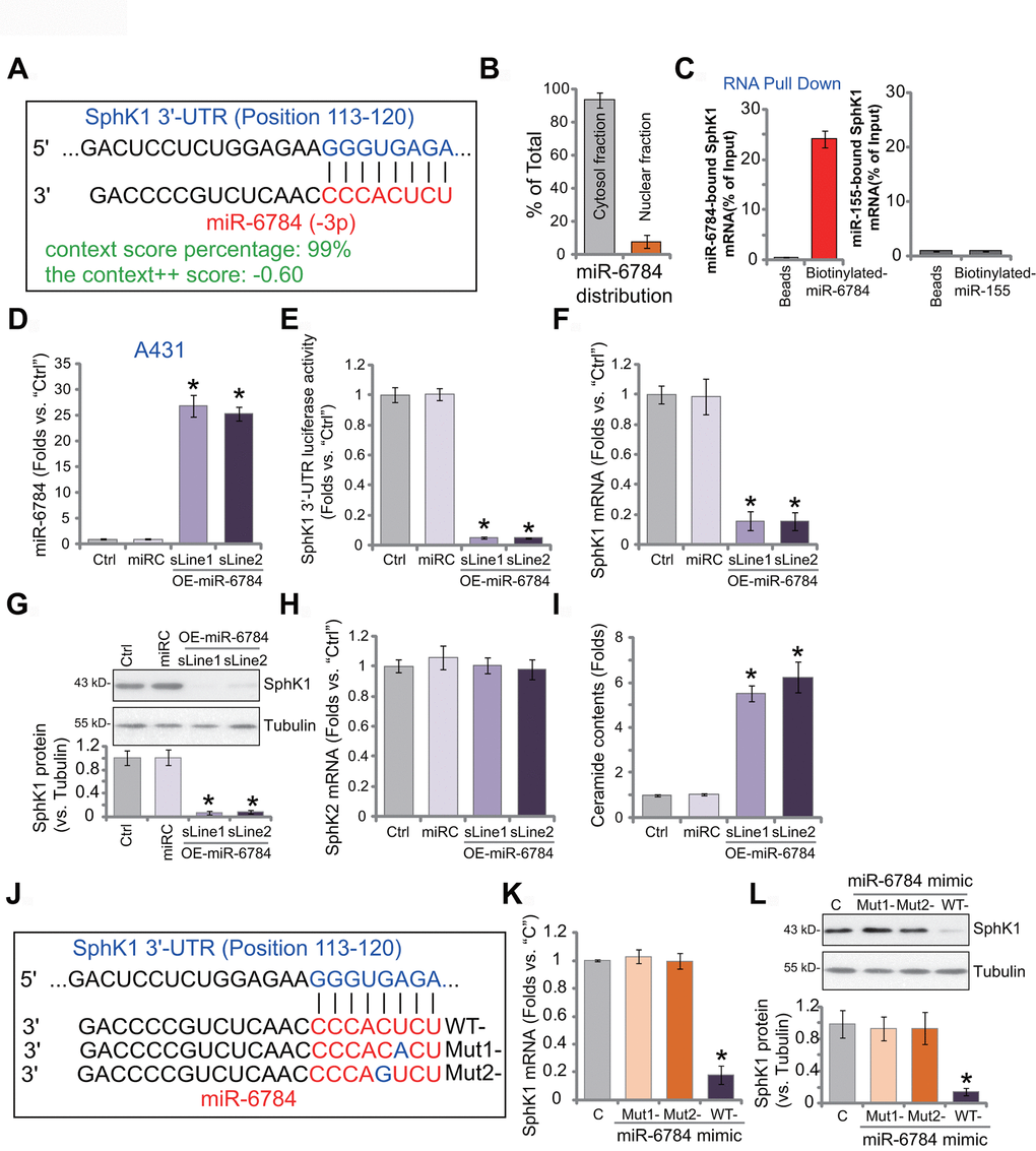 miR-6784 binds to and silences SphK1 in skin SCC cells. microRNA-6784 (miR-6784) putatively targets SphK1 3’-UTR at position 113-120 (A). The subcellular localization of miR-6784 was tested by qPCR, with results normalized to total miR-6784 level (B). Association between the biotinylated-miR-6784 or the biotinylated-miR-155 with SphK1 mRNA was tested by RNA-Pull Down assays in A431 cells (C). Stable A431 cells expressing the lentiviral construct encoding pre-miR-6784 (“OE-miR-6784-sLine1/2”, two lines) or the nonsense control microRNA sequence (“miRC”) were established. Expression of miR-6784, SphK1 and SphK2 was examined (D, F, G, H), with the relative SphK1 3’-UTR luciferase activity tested as well (E). Cellular ceramide contents were shown (I). A431 cells were transfected with 500 nM of wild-type (WT-) or mutant miR-6784 mimics (“Mut1-/-2”, sequences listed in J), and the control cells were transfected with nonsense control miRNA mimic (“C”); After 48h, SphK1 mRNA (K) and protein (L) expression was tested. Data were presented as mean ± standard deviation (SD, n=5). Experiments in this study were repeated three times with similar results obtained. *pvs. “miRC”/“C” cells.