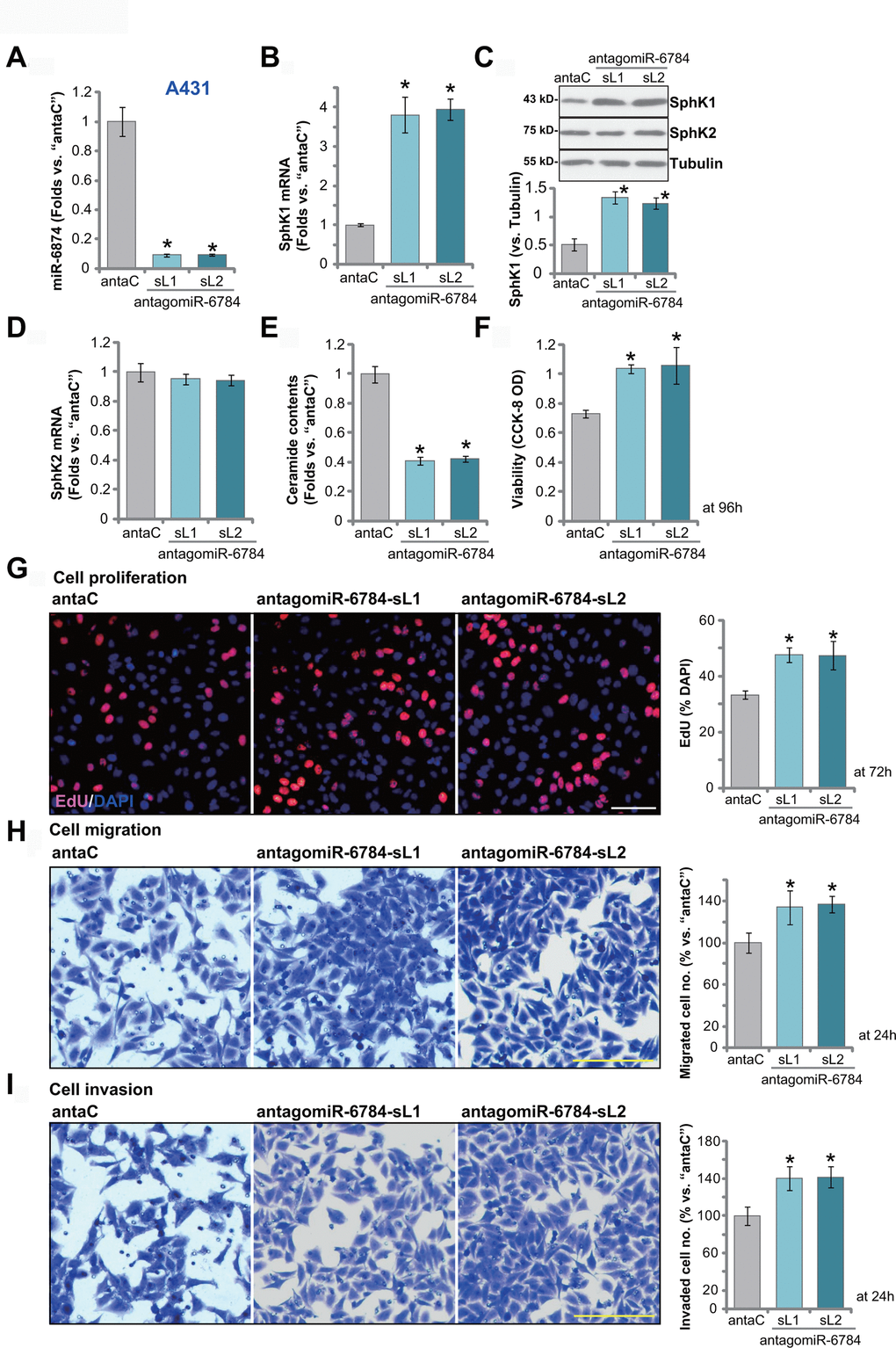 miR-6784 inhibition induces SphK1 elevation and promotes A431 cell progression. A431 cells, expressing the lentiviral construct encoding the pre-miR-6784 anti-sense (“antagomiR-6784-sL1/sL2”, two stable cell lines) or the control nonsense microRNA anti-sense (“antaC”), were established. Cells were cultured for applied time periods. Expression miR-6784, SphK1 and SphK2 (A–D) was tested; Cellular ceramide contents were shown (E); Cell viability (CCK-8 OD, F), proliferation (by recording EdU-positive nuclei ratio, G), migration (“Transwell” assay, H), and invasion (“Matrigel Transwell” assay, I) were tested. Data were presented as mean ± standard deviation (SD, n=5). Experiments in this study were repeated three times with similar results obtained. *pvs. “antaC” cells. Scale bar=100 μm (G–I).