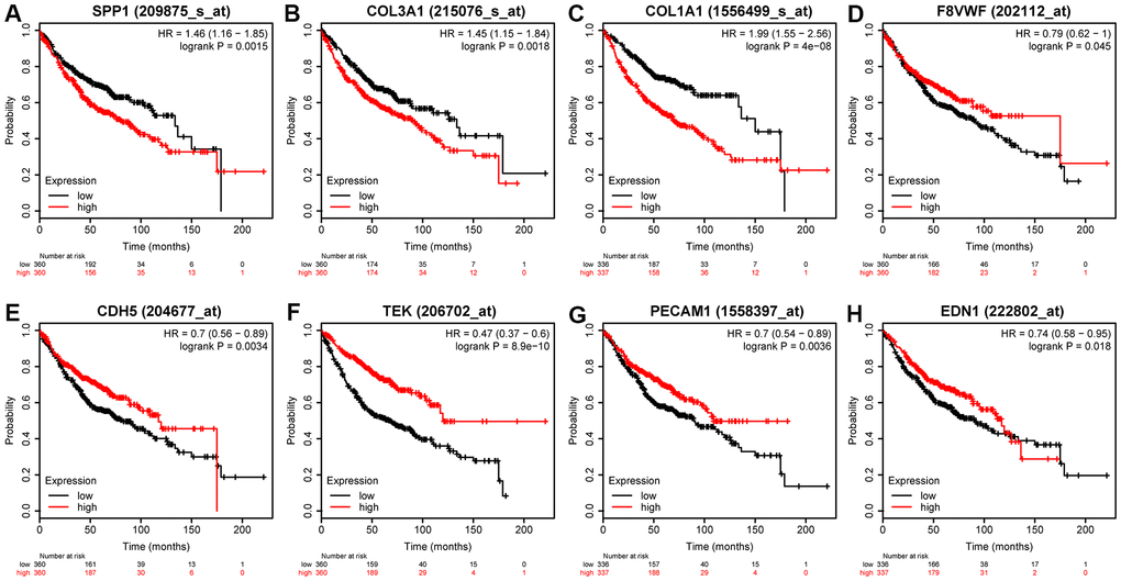 Prognostic value of eight DEGs in LUAD patients. Prognostic value of (A) SPP1 (log-rank P = 0.0015), (B) COL3A1 (log-rank P = 0.0018), (C) OL1A1 (log-rank P = 4e-08), (D) VWF (log-rank P = 0.045), (E) CDH5 (log-rank P = 0.0034), (F) TEK (log-rank P = 8.9e-10), (G) PECAM1 (log-rank P = 0.0036), and (H) EDN1 (log-rank P = 0.018).