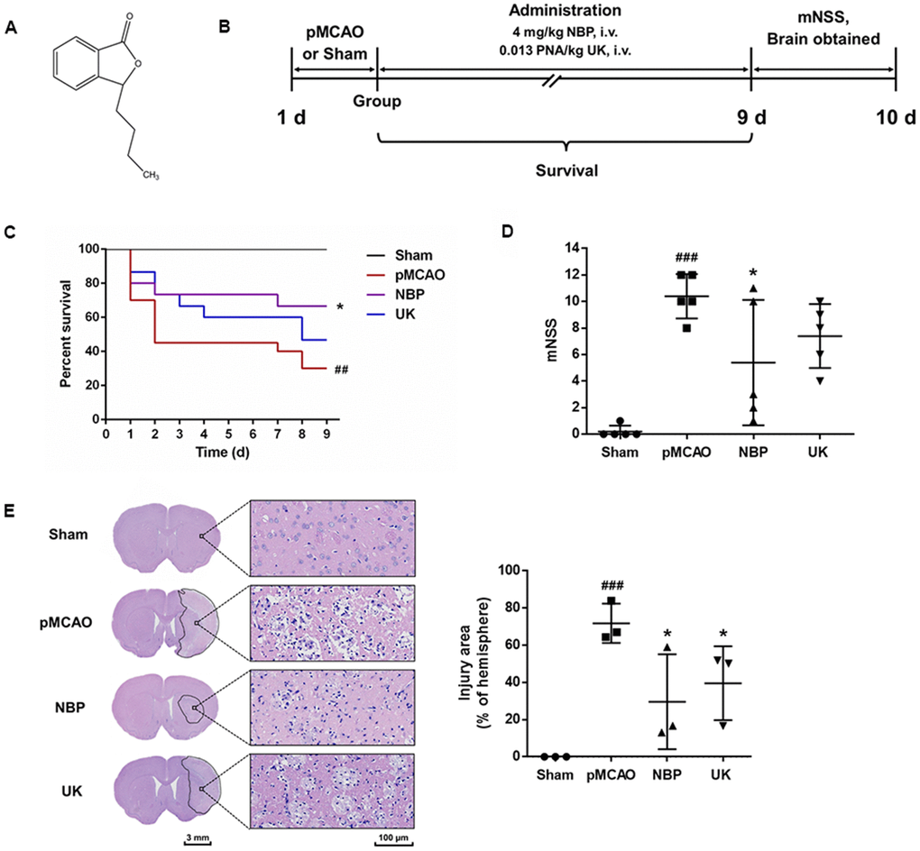 NBP treatment attenuates brain injury after pMCAO. (A) Structure of dl-NBP. Racemic NBP was used in this study. (B) Experimental design. The pMCAO model was established, the rats were grouped, and then the drugs were administered via the tail vein for nine days. (C) The survival of each group. ### P P D) The mNSS of each group. The data are presented as the mean ± SD, n = 5, and were assessed using one-way ANOVA. (E) Representative images of the brain morphology and statistical analysis of the injury area following hematoxylin and eosin staining. The striatum on the lesioned side was scanned at 200× magnification, as shown on the right. Scale bar = 3 mm for the full coronal section; 100 μm for microscopic observation. The injury area was delineated using Motic DSAssistant Lite and analyzed with Image J. ### P P = 0.0009, pMCAO vs. Sham), * P P =0.0161, NBP vs. pMCAO; P = 0.0488 UK vs. pMCAO) in one-way ANOVA, n = 3.