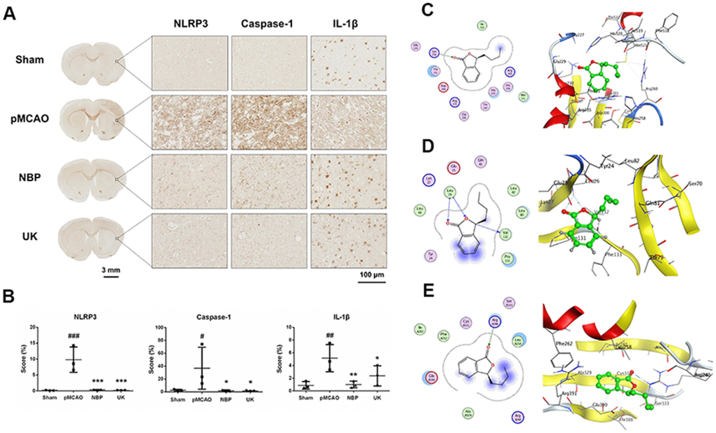 NBP inhibits NLRP3 inflammasome activation in the right striatum of the rat brain following pMCAO. (A) Representative NLRP3, Caspase-1 and IL-1β immunohistochemistry results are shown for the right striatum on the lesioned side at 200× magnification. Scale bar = 3 mm for the full coronal section; 100 μm for microscopic observation. (B) The score was calculated based on the percentage contribution of positive expression using IHC