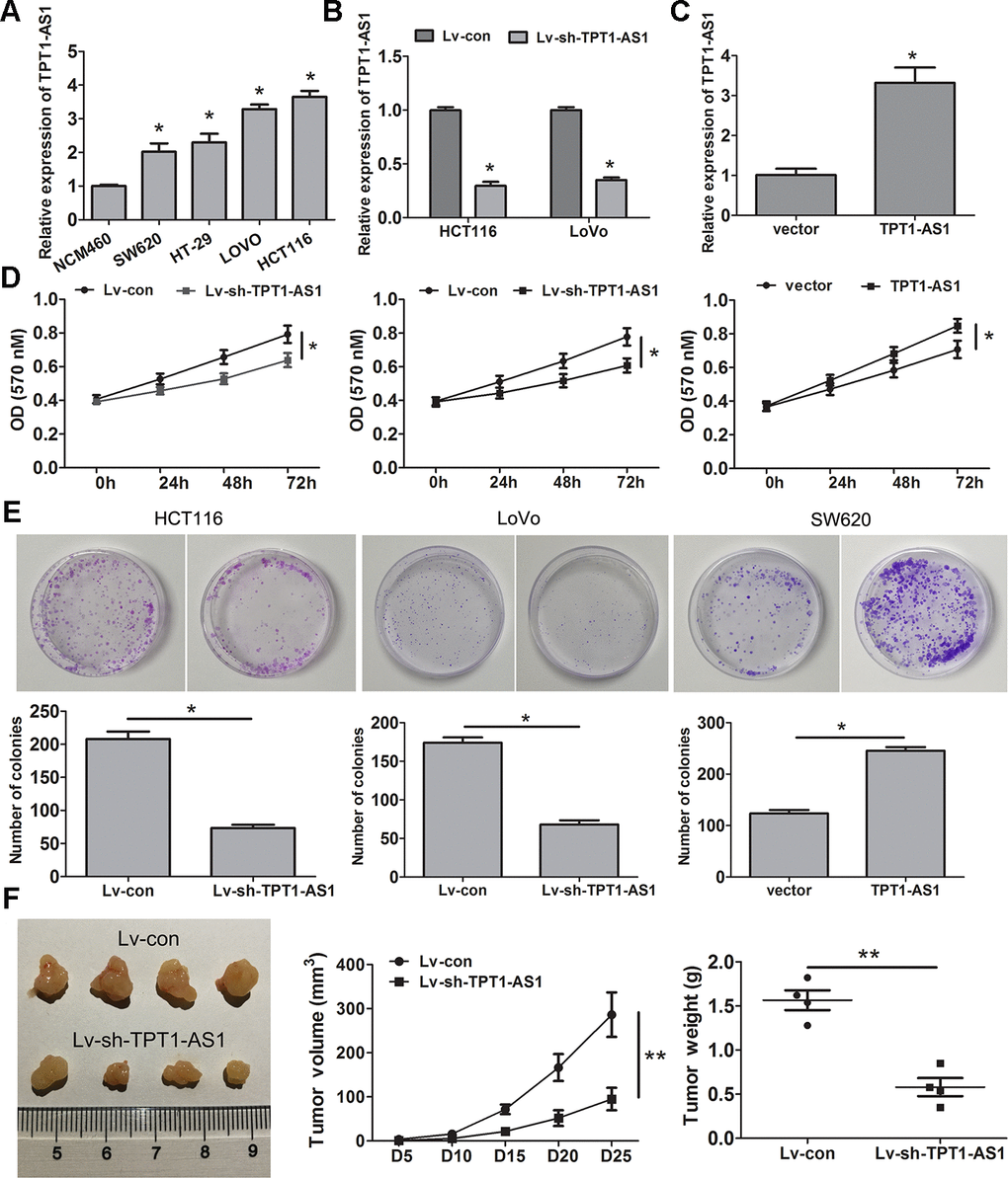 TPT1-AS1 promotes CRC cell proliferation in vitro and vivo. (A) TPT1-AS1 endogenous level in CRC cell lines and normal colonic cell line NCM460 was detected by qRT-PCR. TPT1-AS1 expression was examined in TPT1-AS1 silencing HCT116 and LoVo cells (B) and overexpressing SW620cells (C). MTT (D) and clone formation assays (E) were applied to assess the effect of TPT1-AS1 on CRC cell proliferation and growth. (F) TPT1-AS1 knockdown inhibited the tumor volume and weight in nude mice tumorigenicity assay. *PP