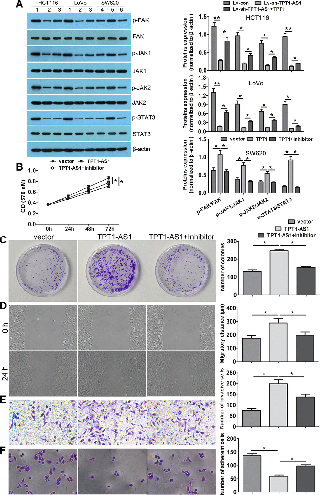 TPT1-AS1 promoted CRC progression via the TPT1/FAK/JAK-STAT3 signaling. (A) Western blot was conducted to examine p-FAK, FAK, p-JAK1, JAK1, p-JAK2, JAK2, p-STAT3 and STAT3 expression in TPT1-AS1 knockdown and overexpression cells. FAK inhibitor (PF573228) could remarkably attenuated the promotional effects on cell viability (B), colony formation (C), migration (magnification 100x) (D) and invasion (magnification 200x) (E), and inhibited adhesion ability (magnification 200x) (F) in TPT1-AS1-overexpressing SW620 cells. 1 stand for Lv-con group; 2 stand for Lv-sh-TPT1-AS1 group; 3 stand for Lv-sh-TPT1-AS1+TPT1 group; 4 stand for vector group; 5 stand for TPT1 overexpression group; 6 stand for TPT1+ FAK inhibitor group. *PP