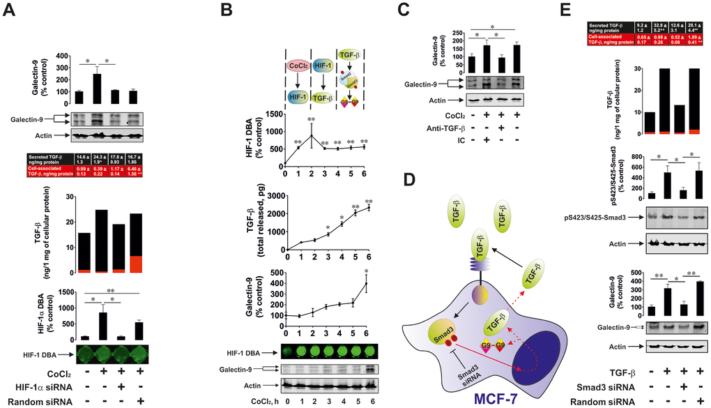 HIF-1 and Smad3 are involved in the production of TGF-β and galectin-9. (A) Cobalt chloride induces HIF-1 activation, TGF-β and galectin-9 production. Wild type, HIF-1α knockdown and random siRNA-transfected MCF-7 cells were exposed to 50 μM cobalt chloride for 6 h followed by measurement of HIF-1 DBA, secreted (in cell culture medium) and cell-associated (in cell lysates) TGF-β as well as cell-associated galectin-9. Images are from one experiment representative of three which gave similar results. (B) Dynamics of cobalt chloride-induced HIF-1 activation, TGF-β and galectin-9 accumulation in MCF-7 human breast cancer cells. MCF-7 cells were exposed to 50 μM cobalt chloride for 1, 2, 3, 4, 5 and 6 h followed by measurement of HIF-1 DBA, secreted and cell-associated TGF-β as well as cell-associated galectin-9. Images are from one experiment representative of three which gave similar results (in the case of TGF-β – vs 1 h time-point since at zero point cells can’t release any TGF-β. At this time-point, fresh medium has just been supplied and measurement was taken immediately to confirm zero TGF-β level). (C) HIF-1-induced galectin-9 expression is mediated by TGF-β. MCF-7 cells were exposed to 50 μM cobalt chloride for 6 h with or without presence of TGF-β neutralising or isotype control antibody. Galectin-9 expression was then assessed by Western blot. Images are from one experiment representative of three, which gave similar results. (D), (E) Smad3 is involved in TGF-β and galectin-9 expression. (D) Scheme of the experiment performed showing studied effects. (E) Wild type, Smad3 knockdown and random siRNA-transfected MCF-7 cells were exposed to 2 ng/ml TGF-β for 24 h followed by measurement of secreted (in cell culture medium) and cell-associated (in cell lysates) TGF-β as well as cell-associated galectin-9 and phospho-S423/S425 Smad3. Images are from one experiment representative of three, which gave similar results. All quantitative data are shown as mean values ± SEM (n=3-4) * - p vs indicated events.