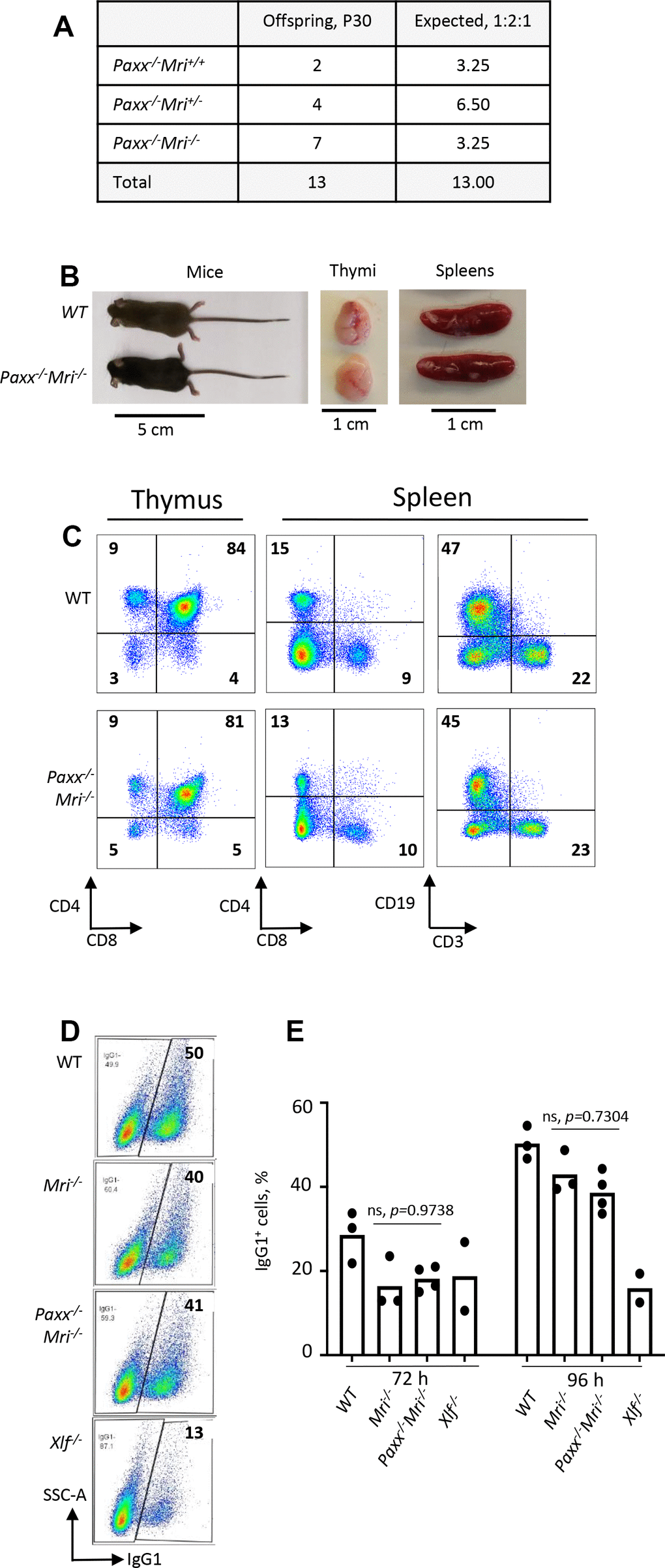 Development of B and T cells in Paxx-/-Mri-/- mice. (A) Number of thirty-day-old mice (P30) of indicated genotypes. Parents were Paxx+/-Mri+/- and Paxx-/-Mri+/-. (B) Example of thirty-day-old Paxx-/-Mri-/- and WT male littermates with their respective thymi and spleens. (C) Example of flow cytometry analyzes of B and T cells in Paxx-/-Mri-/- and WT mice. (D, E) Class switching analyzes of in vitro activated naïve B cells of indicated genotypes.