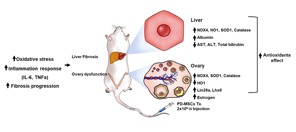 The recovery pathway of TAA-injured rat model according to PD-MSCs transplantation. The TAA-injured rat model lead to inflammatory response of serum, oxidative stress and fibrosis progression of liver and ovary in TAA-injured rat model. However, PD-MSCs transplantation decreased oxidative stress factors and increased antioxidants factors (e.g., SOD1 and Catalase) and functional restoration factors (e.g., Albumin and Lhx8) in liver and ovary of TAA-injured rat model. Also, functional restoration factors (e.g., Albumin, Lin28a, Lhx8 and E2) improved in liver and ovary of TAA-injured rat model. Therefore, PD-MSCs restore the liver and ovary function in TAA-injured rat model via antioxidants effect. These finding suggest new therapeutic strategy and support the fundamental mechanisms of stem cell therapy.