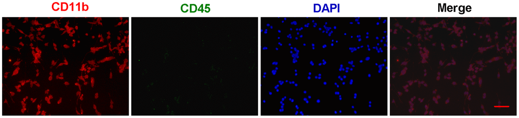 The identification and purity of primary microglia. Primary microglial cells were isolated from one-day-old SD rats and grown in DMEM/F12 medium. The identification and purity of microglial cells was determined by immunofluorescent staining with CD11b (Red). To distinguish microglia from macrophages, the double staining for CD11b and CD45 (Green) were performed. In merged images, all the CD11b-positive cells (Red) almost coincide with all the DAPI-positive cells (Blue). Scale bar: 20 μm. DAPI: 4',6-diamidino-2-phenylindole.