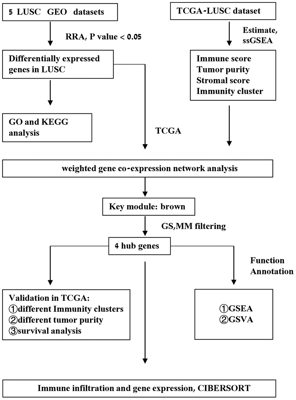 Schematic representation of the study workflow.