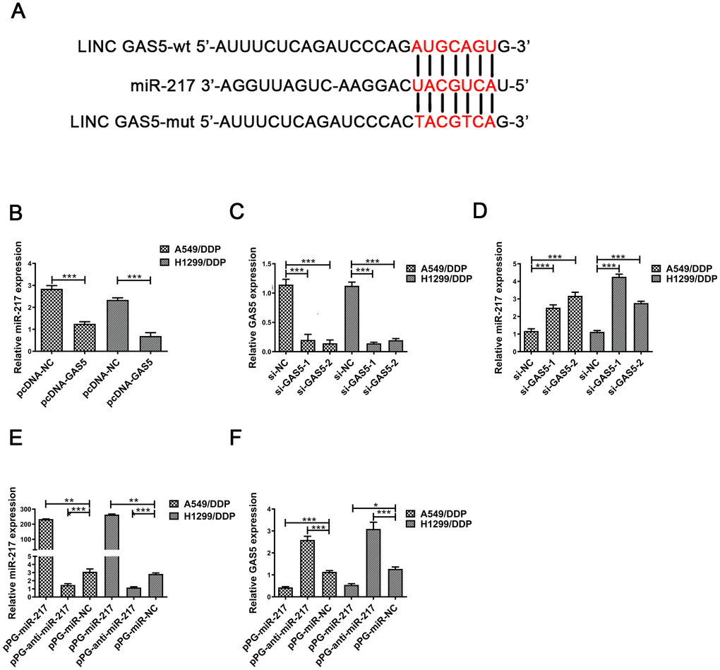 MiR-217 acts as a target of GAS5. (A) A schematic diagram of the sequence of miR-217 with GAS5 and GAS5 mutated at the putative binding site. (B) Relative expression of miR-217 in A549/DDP and H1299/DDP cells transfected with pcDNA- lncRNA GAS5 or pcDNA-NC measured by qRT-PCR. (C) The relative expression of GAS5 in A549/DDP and H1299/DDP cells transfected with si-NC, si-GAS5-1 and si-GAS5-2 were detected by qRT-PCR. (D) The relative expression of miR-217 in A549/DDP and H1299/DDP cells transfected with si-NC, si-GAS5-1 and si-GAS5-2 was detected by qRT-PCR. (E) The relative expression of miR-217 in A549/DDP and H1299/DDP cells transfected with pPG-miR-217, pPG-anti-miR-217 and pPG-miR-NC was quantified by qRT-PCR. (F) The relative expression of GAS5 in A549/DDP and H1299/DDP cells transfected with pPG-miR-217, pPG-anti-miR-217 and pPG-miR-NC was detected by qRT-PCR. *p 