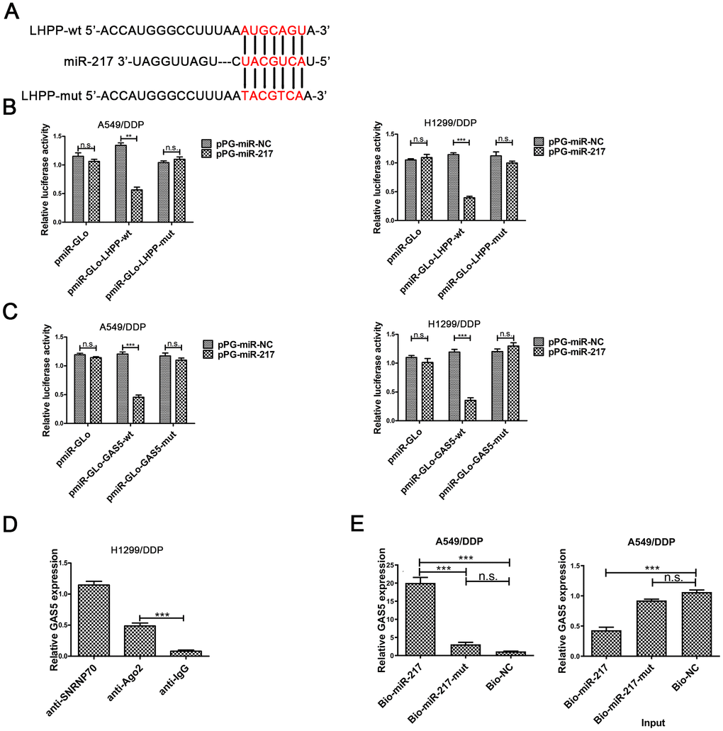 The underlying mechanism between LHPP, miR-217 and GAS5. (A) A schematic diagram of the miR-217 sequence with LHPP and with LHPP mutated at the putative binding site. (B) Luciferase reporter activity in A549/DDP and H1299/DDP cells was measured after co-transfection with pPG-miR-217 (or the empty vector as a control) and the luciferase empty vector (pmiR-GLo), or the vector containing the wild-type LHPP (pmiR-GLo-LHPP-wt) or mutant transcripts (pmiR-GLo-LHPP-mut). (C) Luciferase reporter activity in A549/DDP and H1299/DDP cells was measured after co-transfection with pPG-miR-217 (or the empty vector as a control) and the luciferase empty vector (pmiR-GLo), or the vector containing the wild-type GAS5 (pmiR-GLo-GAS5-wt) or mutant transcripts (pmiR-GLo-GAS5-mut). (D) The amount of GAS5 bound to SNRNP70 (positive control), Ago 2 or lgG (negative control) was determined by qRT-PCR after RIP in H1299 cells. MiR-217 exert their miRNA-mediated gene silencing function by binding to Ago2, a core component of the RNA-induced silencing complex (RISC). When miR-217 forms a RISC complex, it is wrapped by Ago protein, mainly Ago2. Pulling down the Ago2 protein will pull down the miR-217 bound to it. LncRNA GAS5 bound by RISC will also be pulled down. GAS5 expression levels were measured by qPCR. (E) A549/DDP cells were transfected with biotinylated NC (Bio-NC), biotinylated wild-type miR-217 (BiomiR-217) or biotinylated mutant miR-217 (Bio-miR-217-mut), and biotin-based miRNA pull-down assays were conducted after 48 h of transfection. biotinylated wild-type miR-217 can combine lncRNA GAS5. Bead combines biotinylated and lncRNA GAS5 will be pulled down. GAS5 expression levels were measured by qPCR. *p 