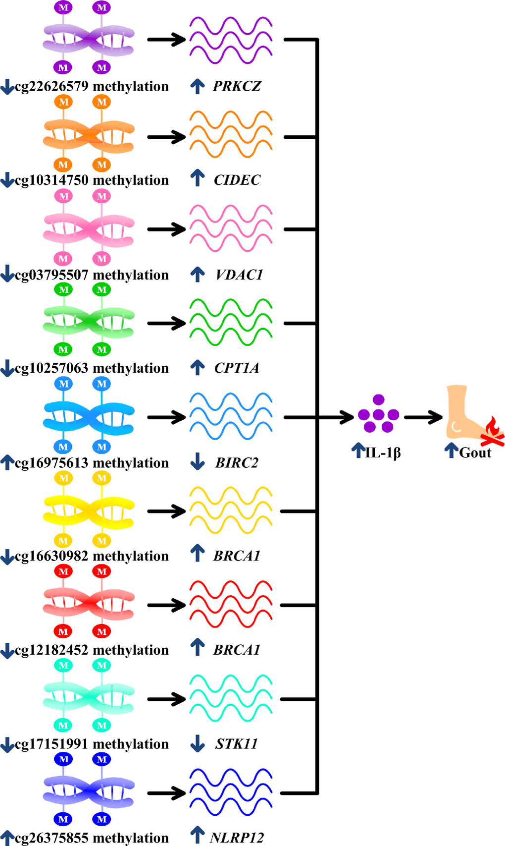 Potential mechanisms linking surviving methylation sites with gouty inflammation. cg22626579 hypomethylation in gout increases PRKCZ, cg10314750 hypomethylation in gout increases CIDEC, cg03795507 hypomethylation in gout increases VDAC1, hypomethylated cg10257063 in gout increases CPT1A, cg16975613 hypermethylation in gout decreases BIRC2, cg16630982 and cg12182452 hypomethylation in gout increases BRCA1, cg17151991 hypomethylation in gout decreases STK11 and hypermethylated cg26375855 in gout increases NLRP12. All these culminate in increased interleukin-1β (IL-1β) production, promoting gouty inflammation.