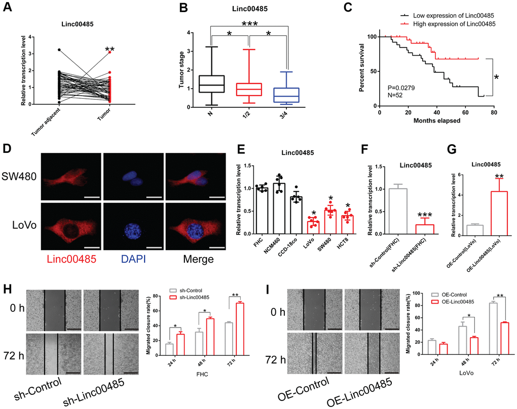 LINC00485 is downregulated in CRC tissues and cells. (A) LINC00485 levels in CRC and adjacent normal tissues. (B) LINC00485 levels in CRC patients with stage I/II or III/IV disease is significantly lower than in adjacent normal tissues. (C) High expression of LINC00485 predicts a favorable prognosis of CRC patients. (D) The subcellular localization of LINC00485 in SW480 and LoVo cells was detected by FISH assay. Scale bar, 2 μm. (E) LINC00485 expression is significantly reduced in CRC cells compared to human normal colorectal epithelial cell lines. (F) The knockdown efficiency of LINC00485 RNAi lentivirus in FHC cells. (G) LINC00485 knockdown promotes cell migration in FHC cells. (H) LINC00485 knockdown promotes the migration of FHC cells. (I) Overexpression of LINC00485 suppresses the migratory ability of LoVo cells. Differences between two groups were assessed by applying student’s t-test. Multiple comparison was analyzed using the one-way ANOVA with LSD test. Bars were represented as S.D. *PPPLINC00485.