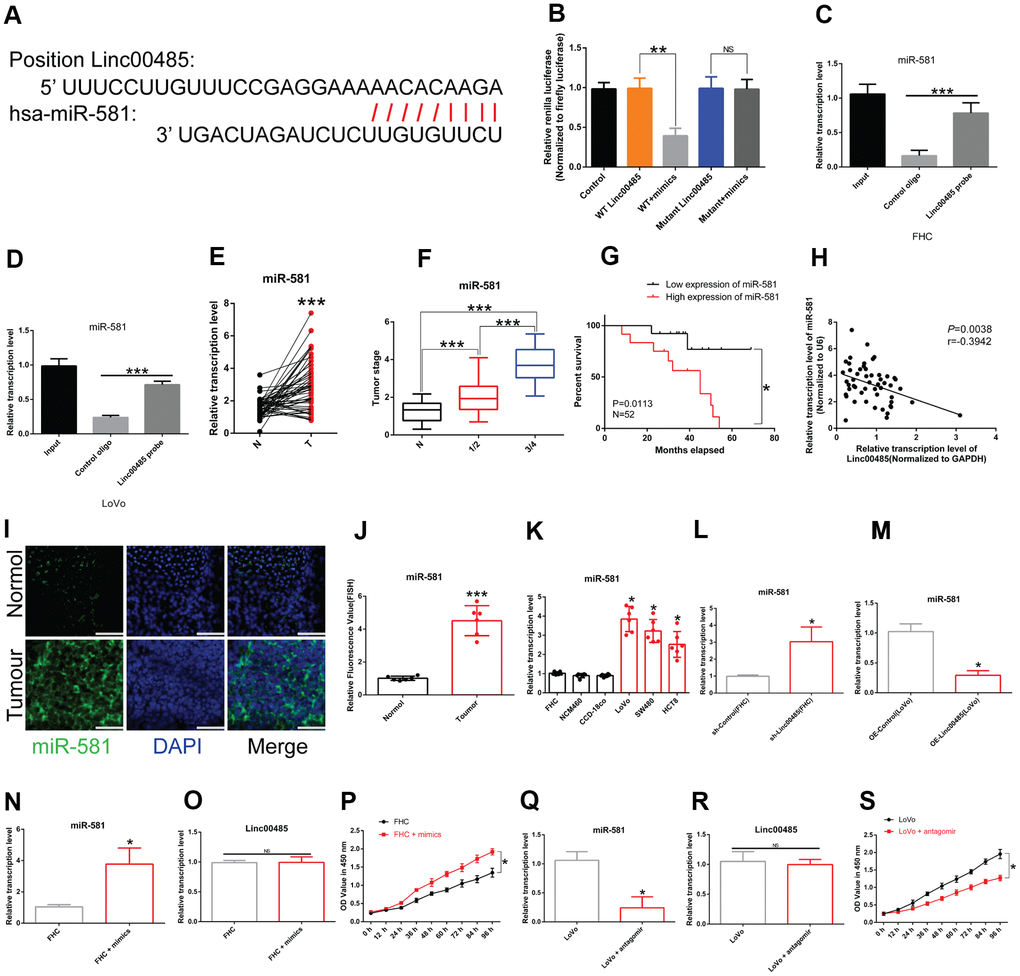 LINC00485 directly targets miR-581. (A) Predicted binding sites between LINC00485 and miR-581. (B) The interaction between LINC00485 and miR-581 was confirmed by luciferase reporter assays in 293T cells. (C, D) The RIP assay was performed to validate the interaction between LINC00485 and miR-581 in (C) FHC cells and (D) LoVo cells. (E) miR-581 levels in CRC and adjacent normal tissues. (F) miR-581 levels in CRC patients with stage I/II or III/IV disease is significantly higher than in adjacent normal tissues. (G) High expression of miR-581 predicts poor outcome of CRC patients. (H) The expression of miR-581 is negatively correlated with LINC00485 level in human tumor tissues. (I) The subcellular localization of miR-581 in CRC and normal tissues. Blue, DAPI; Green, miR-581; Scale bar, 50 μm. (J) Fluorescence value of miR-581 expression in tumor and normal tissues. (K) miR-581 expression is significantly elevated in CRC cells compared to the human normal colorectal epithelial cell lines. (L) The expression of miR-581 is significantly elevated in LINC00485 knockdown FHC cells. (M) The expression level of miR-581 is downregulated in LINC00485-overexpressing LoVo cells. (N) Transfection efficiency of miR-581 mimics in FHC cells was determined by RT-qPCR. (O) Treatment with miR-581 mimics has no effect on LINC00485 expression in FHC cells. (P) Treatment with miR-581 mimics increases FHC cell viability. (Q) Transfection efficiency of miR-581 antagomir in LoVo cells was measured by RT-qPCR. (R) Treatment with miR-581 antagomir has no effect on the expression level of LINC00485 in LoVo cells. (S) miR-581 knockdown reduces LoVo cell viability. Differences between two groups were assessed by applying student’s t-test. Multiple comparison was analyzed using the one-way ANOVA with LSD test. Bars were represented as S.D. *PPP