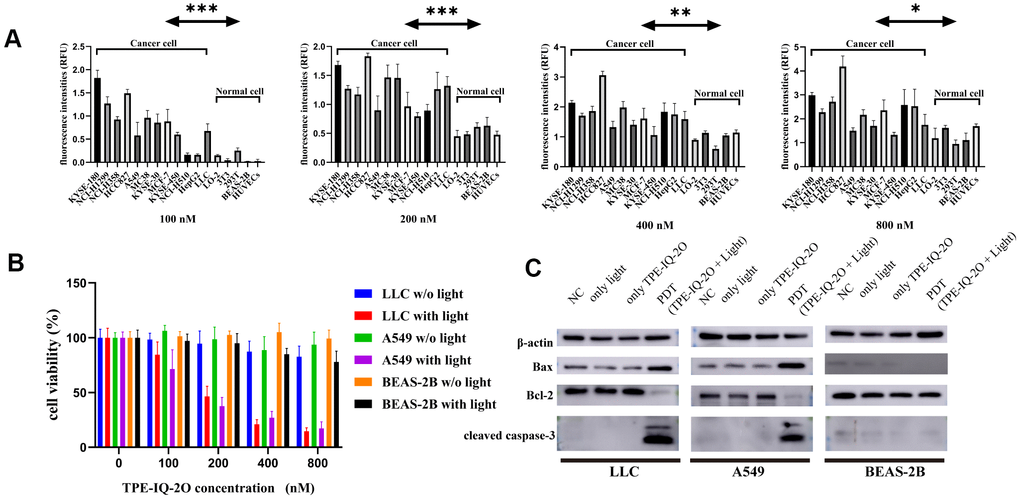 TPE-IQ-2O PDT targets tumor cells and promotes apoptosis. (A) The fluorescence intensities of tumor cells and normal cells incubated with different concentrations of TPE-IQ-2O were measured; λex: 430 nm, λem: 560 nm, *PPPB) TPE-IQ-2O with white light (5 W, 85 mW/cm2) irradiation killed stained LLC and A549 cells but had no significant effect on the viability of BEAS-2B cells, w/o represents the abbreviation of without in this figure. (C) The protein expression of Bax, Bcl-2 and cleaved caspase-3 was evaluated.