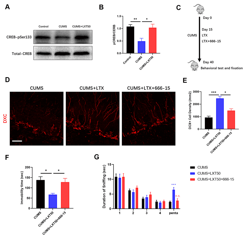 CREB mediates the effects of LXT to improve adult neurogenesis and related behaviors. (A, B) Western blot band and statistical analysis to show the phosphorylation of CREB at pSer333 and the total protein level. (C) Schematic picture to show the experimental process. Mice with CUMS protocol was conducted with 666-15 treatment and combined with the intranasal administration of the LXT. (D) Confocal image to show the distribution and cell number of DCX+ immature neurons (Red) in hippocampal DG region. (E) Statistical analysis of DCX+ immature neuronal density. (F) Statistical analysis of immobility time in FST. (G) Statistical analysis of the duration of the sniff and the separation index (sniff duration of pentanol) of mice in olfactory discrimination test.