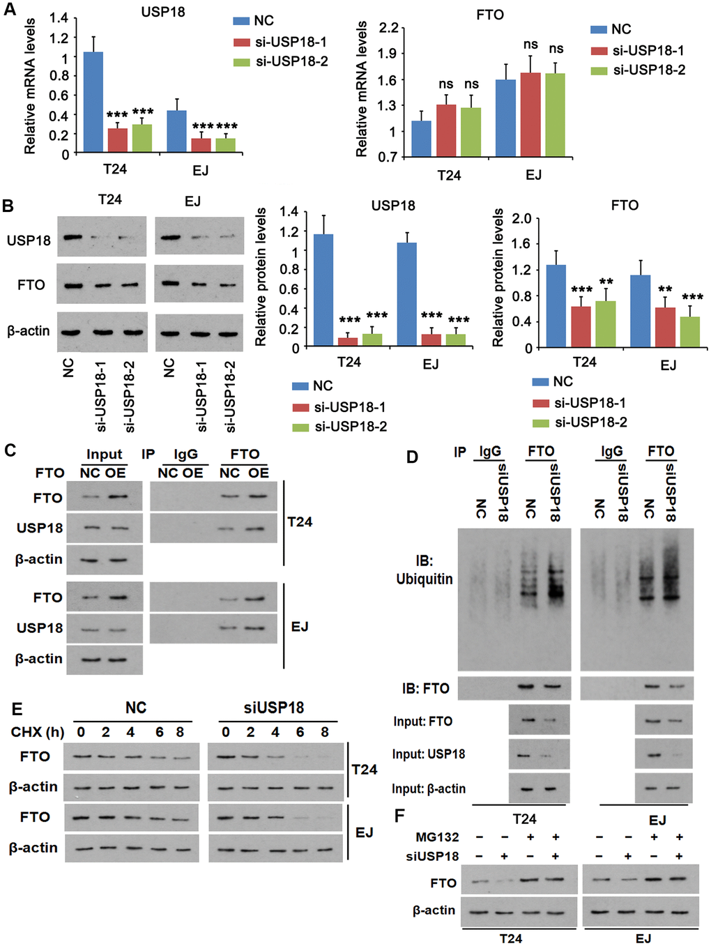 USP18 imposes post-translational deubiquitination on FTO. (A, B) Determining USP18, FTO mRNA (A) and protein (B) expression upon USP18 depletion. USP18 was knocked down by transfecting USP18 siRNA-248 (si-USP-1) and USP18 siRNA-581 (si-USP-2). NC, negative control transfected with scramble shRNA. *** p t-test. n.s., non-significant. (C) Co-immunoprecipitation determining the direct interaction between FTO and USP18. NC, negative control; OE, overexpression. (D) Co-immunoprecipitation of FTO protein and ubiquitin in the presence or absence of USP18. USP18 was knocked down by transfecting USP18 siRNA-248. (E) Western blot determining FTO protein stability in the presence or absence of USP18. USP18 was knocked down by transfecting USP18 siRNA-248. (F) Western blot showing that blockage of proteasomal degradation with MG132 stabilized FTO protein upon depletion of USP18. USP18 was knocked down by transfecting USP18 siRNA-248.