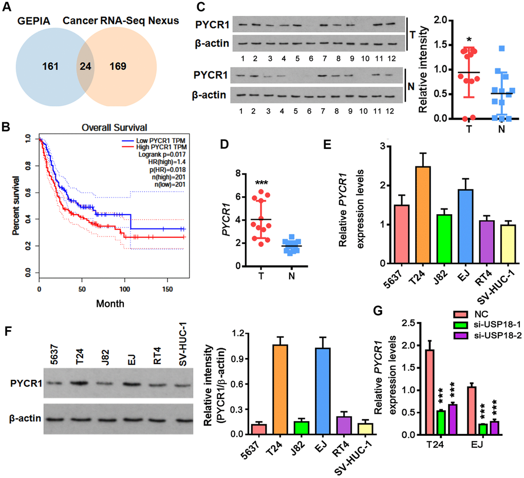 Up-regulation of PYCR1 in bladder cancer. (A) Venn diagram showing commonly upregulated BLCA signatures in both GEPIA and Cancer RNA-seq Nexus databases. (B) Overall survival in BLCA patients with the higher PYCR1 level was shorter as demonstrated by Kaplan-Meier analysis. (C, D) Determining PYCR1 mRNA (C) and protein (D) in patient-derived bladder tumor (T) versus normal tissues (N). * p t-test. (E, F) PYCR1 protein (E) and mRNA (F) expression in the representative BLCA cells lines. (G) PYCR1 mRNA level upon USP18 depletion by qPCR. *** p t-test.