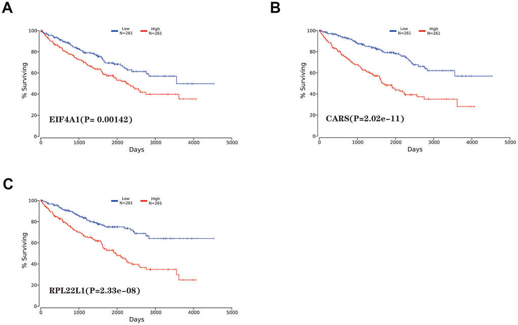 Kaplan-Meier survival analysis of hub genes. (A) EIF4A1. (B) CARS. (C) RPL22L1.