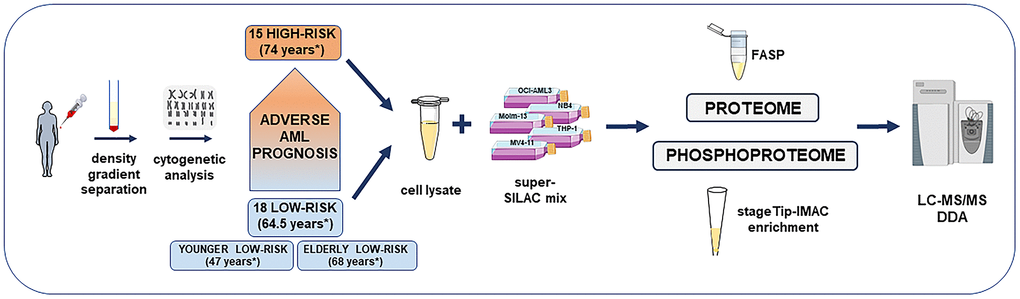 Overview of the high-risk and low-risk AML patient cohort and the liquid chromatography tandem mass spectrometry (LC-MS/MS) workflow for the proteome and phosphoproteome analysis. The study included AML cell samples from 15 high-risk and 18 low-risk patients collected at the time of first diagnosis. Patients were classified after cytogenetic and molecular genetic analyses. Low-risk patients were further split into elderly low-risk and younger low-risk patients. AML sample preparation steps for proteome and phosphoproteome analysis included AML cell enrichment by density gradient separation, genetic analyses with classification of patients, cell lysis, addition of the super-SILAC (stable isotope labeling with amino acids in cell culture) mix, filter-aided sample preparation (FASP)-based protein digestion and additional immobilized metal affinity chromatography (IMAC) enrichment of phosphopeptides before data-dependent acquisition (DDA) on the mass spectrometer. *Median age of each patient group or subgroup.