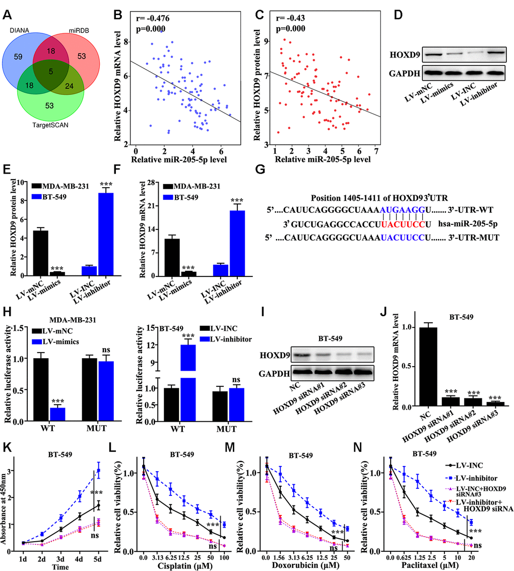 miR-205 targeted regulation of HOXD9. (A) Three major databases were used to predict target genes of miR-205. Based on the final biological function, HOXD9 was selected. (B) The correlation between miR-205 and HOXD9 mRNA expression was calculated in 100 pairs of TNBC specimens. (C) The correlation between miR-205 and HOXD9 protein expression was calculated in 100 pairs of TNBC specimens. (D) HOXD9 protein expression in miR-205 overexpression treated MDA-MB-231 cells was lower than that in normal MDA-MB-231 cells. (E) Western blot analysis of the HOXD9 protein and mRNA expression in miR-205 knockdown treated BT-549 cells and miR-205 overexpression treated MDA-MB-231 cells. (F) qRT-PCR analysis of the HOXD9 protein and mRNA expression in miR-205 knockdown treated BT-549 cells and miR-205 overexpression treated MDA-MB-231 cells. (G) Construction of HOXD9 mRNA 3’UTR wild-type and mutant plasmids using potential binding sites of miR-205 and HOXD9 mRNA. (H) Dual luciferase experiment was used to verify the binding of miR-205 and HOXD9 mRNA. (I) Western blot analysis of HOXD9 siRNA. (J) qRT-PCR analysis of HOXD9 siRNA. (K) Cell proliferation analysis of the miR-205 and HOXD9 knockdown treated BT-549 cells after different incubation time. (L) Cell proliferation analysis of the miR-205 and HOXD9 knockdown treated BT-549 cells with Cisplatin treatment. (M) Cell proliferation analysis of the miR-205 and HOXD9 knockdown treated BT-549 cells with Doxorubicin treatment. (N) Cell proliferation analysis of the miR-205 and HOXD9 knockdown treated BT-549 cells with Paclitaxel treatment. ***P