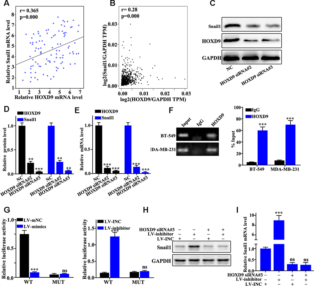 HOXD9 transcription activates Snail1 expression. (A) Verifying the correlation between HOXD9 and Snail1 mRNA in 100 TNBC specimens. (B) The correlation between HOXD9 and Snail1 mRNA expression was calculated in GEPIA database. (C) HOXD9 knockdown treatment could effectively inhibit Snail1 protein expression in BT549 cells. (D) Western blot analysis of the Snail1 protein expression in HOXD9 knockdown treated BT549 cells. (E) qRT-PCR analysis of the Snail1 mRNA expression in HOXD9 knockdown treated BT549 cells. (F) ChIP experiments was used to verify the binding site between HOXD9 and the promoter region of Snail1 gene. (G) Dual luciferase experiment was employed to verify the binding site between HOXD9 and the wild-type promoter region of Snail1. (H) Western blot analysis of the Snail1 protein expression in miR-205 knockdown treatment in BT-549 cells and miR-205 overexpression treatment in MDA-MB-231 cells. (I) qRT-PCR analysis of the Snail1 mRNA expression in miR-205 knockdown treatment in BT-549 cells and miR-205 overexpression treatment in MDA-MB-231 cells. **P