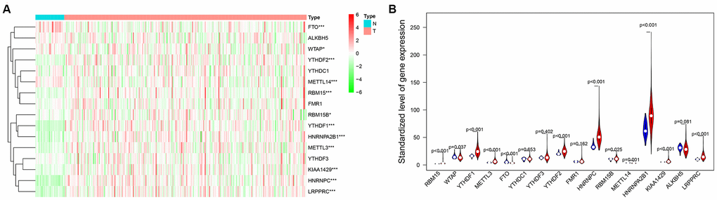 (A) The heat map of differential expression of M6A-related genes in normal samples and female lung adenocarcinoma samples. The color from green to red shows a trend from low expression to high expression. (B) The violin diagram of differential expression of M6A-related genes in normal samples and female lung adenocarcinoma samples. The Y axis is the standardized level of gene expression. Red represents high expression, blue represents low expression. P