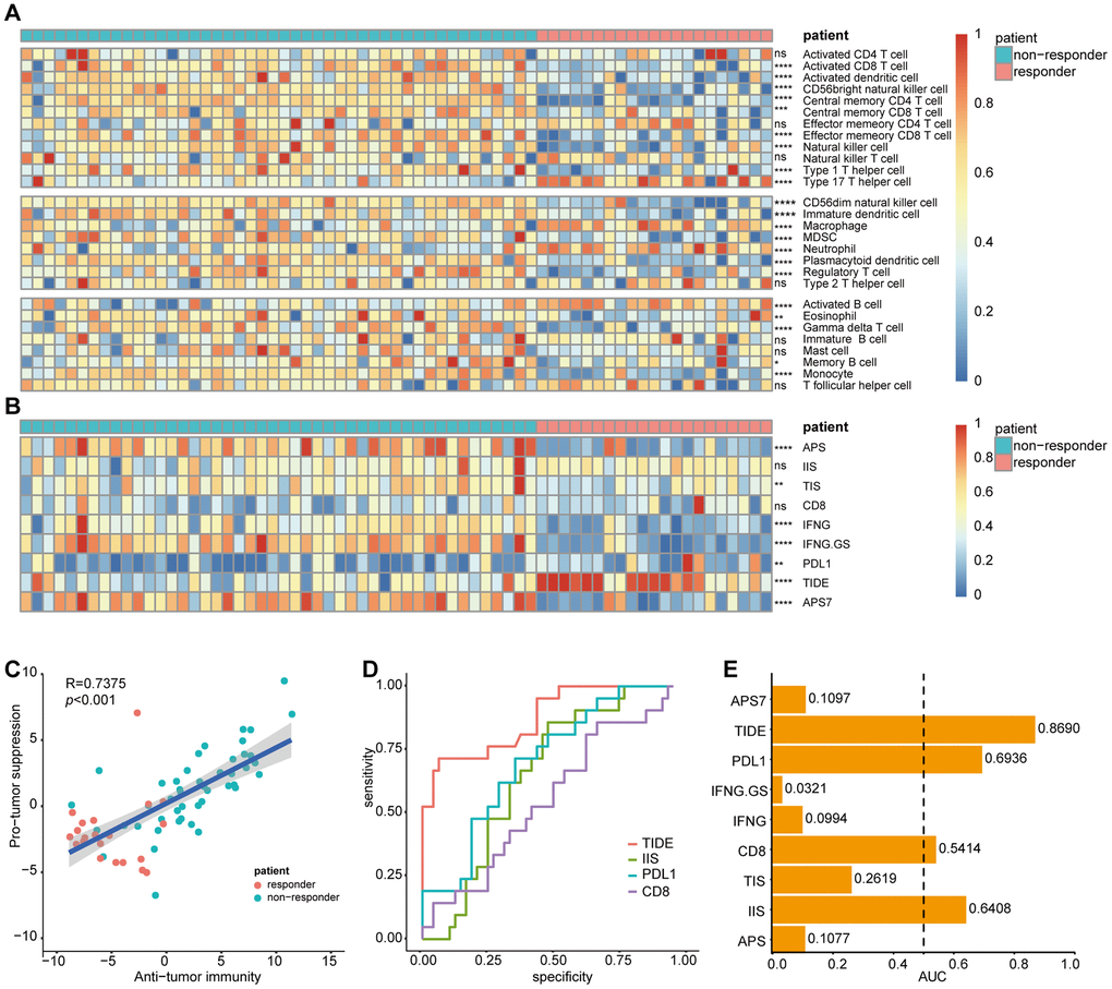 Correlation of sorafenib resistance and immune cell infiltration heterogeneity. Single-sample gene set enrichment analysis identifying the relative infiltration of immune cell populations for 67 HCC samples treated with sorafenib in GSE109211. The relative infiltration of each cell type is normalized into a z-score. Biomarkers can predict immunotherapy response were calculated and normalized with GSVA, including APS, IIS, TIS, CD8, IFNG, IFNG.GS, PDL1, TIDE, and APS7. (A, B) Heatmap of immune cell z-scores and immune infiltration scores. P values describe differences between the responder and non-responder. (C) Pearson's correlation between infiltration of cell types executing anti-tumor reactivity (ActCD4, ActCD8, ActDC, TcmCD4, TcmCD8, TemCD4, TemCD8, NKT, NK, CD56brightNK, Th1 and Th17 cells) and cell types delivering pro-tumor suppression (CD56dimNK, imDC, TAM, MDSC, Neutrophil, pDC, Treg, and Th2 cells). The shaded area represents 95% confidence interval. (D) AUC of immune infiltration scores. (E) ROC curves for the performance of immune infiltration scores in predicting sorafenib resistance in HCC patients. Only biomarkers with AUC greater than 0.5 were displayed. HCC, Hepatocellular Carcinoma; GSVA, Gene Set Variation Analysis; APS, antigen processing and presenting machinery (APM) score; IIS, immune infiltration score; TIS, T cell infiltration score; TIDE, Tumor Immune Dysfunction, and Exclusion; AUC, Area under the curve; ROC, Receiver Operating Characteristic. ns, no significance, *p0.05, **p0.01, ***p0.001, ****p0.0001.