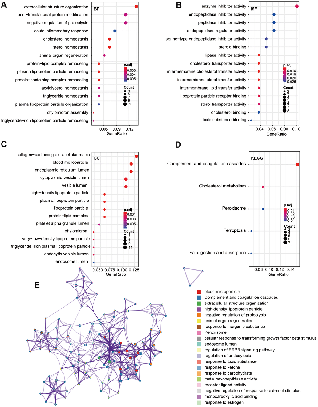 GO and KEGG pathway analysis of 85 overlap DEGs. (A) Biological process GO terms for DEGs. (B) Molecular function GO terms for DEGs. (C) Cellular component GO terms for DEGs. (D) KEGG analysis for DEGs. (E) Enriched Ontology Clusters of statistically enriched terms. Each term is represented by a circle node, where its size is proportional to the number of input genes that fall into that term, and its color represents its cluster identity. The y-axis represents the pathways and the x-axis represents enriched gene numbers, and the color means adjust P-value. The netplot of KEGG pathways means the enrichment of genes in different pathways. And the number adjacent to nodes stands for gene ID. GO, Gene Ontology; BP, biological process; MF, molecular function; CC, cellular component; KEGG, Kyoto Encyclopedia of Genes and Genomes; DEGs, differentially expressed genes.