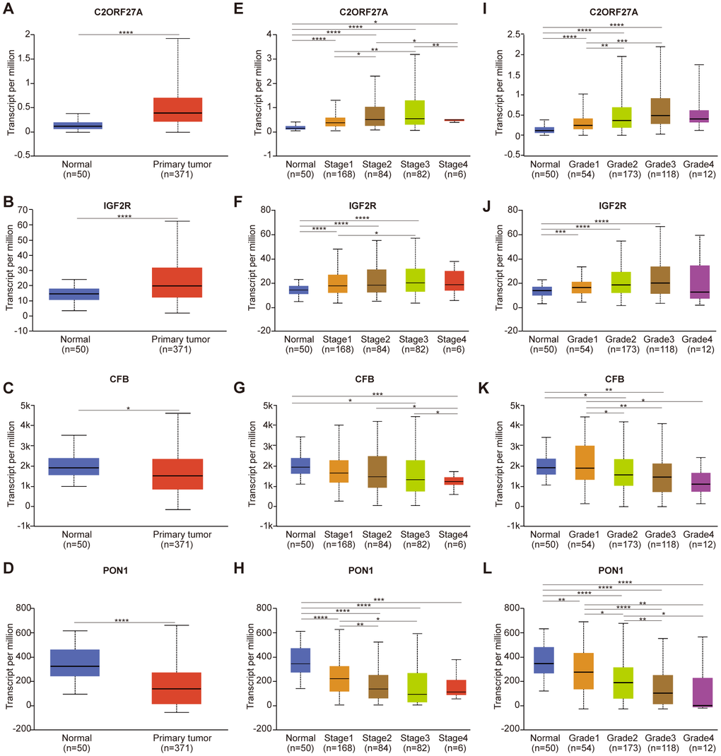 Relationship between the expression of candidate genes and clinicopathological parameters of HCC patients in TCGA (UALCAN). (A–D) Transcriptional expression of candidate genes in HCC tissues and adjacent normal liver tissues. (E–H) Transcriptional expression of candidate genes in different cancer stages of HCC patients. (I–L) Transcriptional expression of candidate genes in different tumor grades of HCC patients. HCC, Hepatocellular Carcinoma; *p0.05, **p0.01, ***p0.001, ****p0.0001.