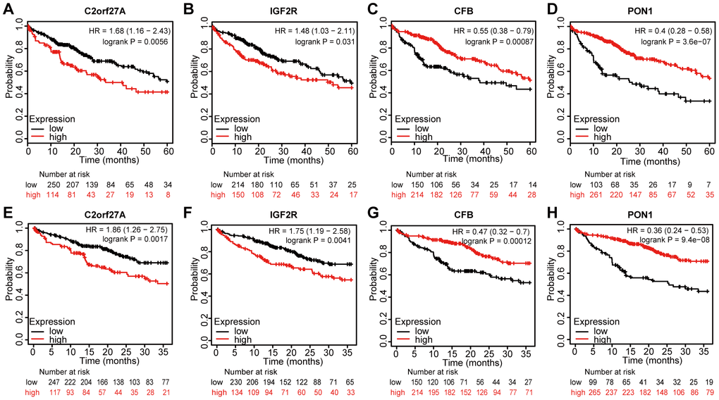 Prognostic value of selected genes in liver cancer patients (Kaplan-Meier Plotter). (A, B, E, F) Kaplan–Meier survival curves comparing the samples with high expression of the four selected genes with those with low expression in liver cancer conducted within 5 years by using Kaplan–Meier plotter. (C, D, G, H) Kaplan–Meier survival curves conducted comparing the samples with high expression of the four selected genes with those with low expression in liver cancer conducted within 3 years by using Kaplan–Meier plotter. HR, hazard ratio.