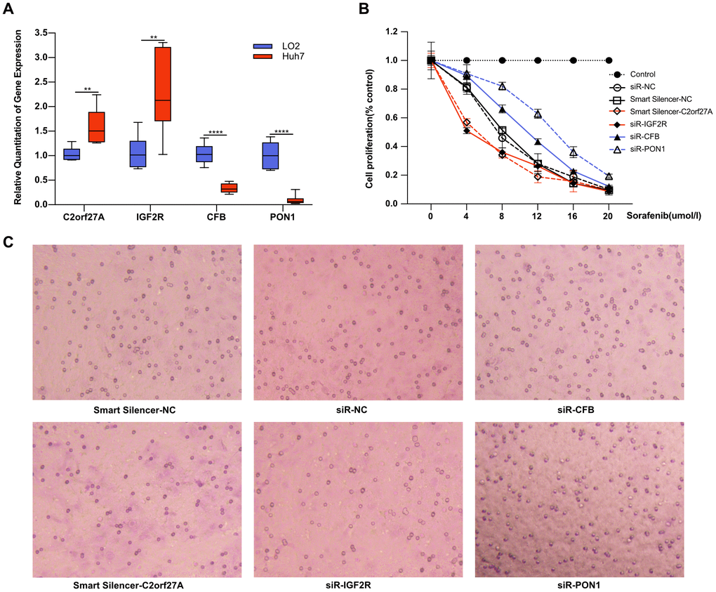 Effect of selected genes on the cytotoxicity of sorafenib. Experimental verification of the relationship between the selected genes and sorafenib resistance in vitro. (A) Transcriptional expression of four selected genes in Huh7 cells compared to LO2. With transfection with siRNA or lncRNA smart silencer, the treated Huh7 cells were exposed to sorafenib, and cell proliferation and invasion were detected 48 hours later. (B, C) The effects of sorafenib on Huh7 proliferation and invasion after RNA interference. **p