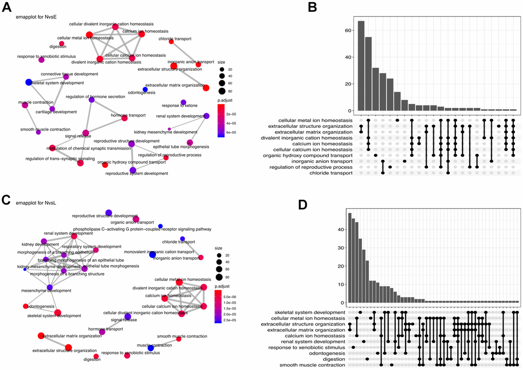 Functional enrichment analysis. (A) Enrichment network (emapplot)of functions regulated by the NvsE DEGs. (B) Upset plot of the top 10 NvsE-related functions. (C) Emapplot enrichment network of functions held by the NvsL DEGs. (D) Upset plot of the top 10 NvsL-associated functions.