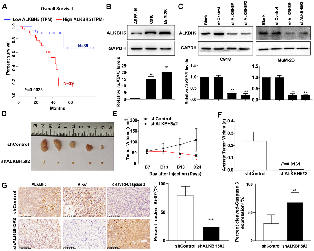 High ALKBH5 expression is associated with worse prognosis in patients with UM and promotes UM growth in vivo (A) Survival curves of UM patients expressing ALKBH5 at high and low levels in the TCGA cohort from the online GEPIA database (P = 0.0023). (B) Expression of ALKBH5 protein (upper panel) and mRNA (bottom panel) levels in UM cells was detected by western blot and qRT-PCR. (C) ALKBH5 knockdown efficiency was verified at the protein and mRNA levels in C918 (left panel) and MuM-2B (right panel) by western blot and qRT-PCR. (D) Knockdown of ALKBH5 effectively inhibited UM subcutaneous tumor growth in nude mice (n=5). (E) The growth curves of C918 stably transduced with shALKBH5 in nude mice were significantly dampened compared with those of C918 cells transduced with control plasmid. (F) Histogram shows the mean tumor weights from the shALKBH5 and control groups. (G) Sections of tumors were stained with anti-ALKBH5, anti-Ki67, and anti-cleaved-Caspase 3 antibodies by IHC staining. Mean ± SEM, t-test, *P P P 