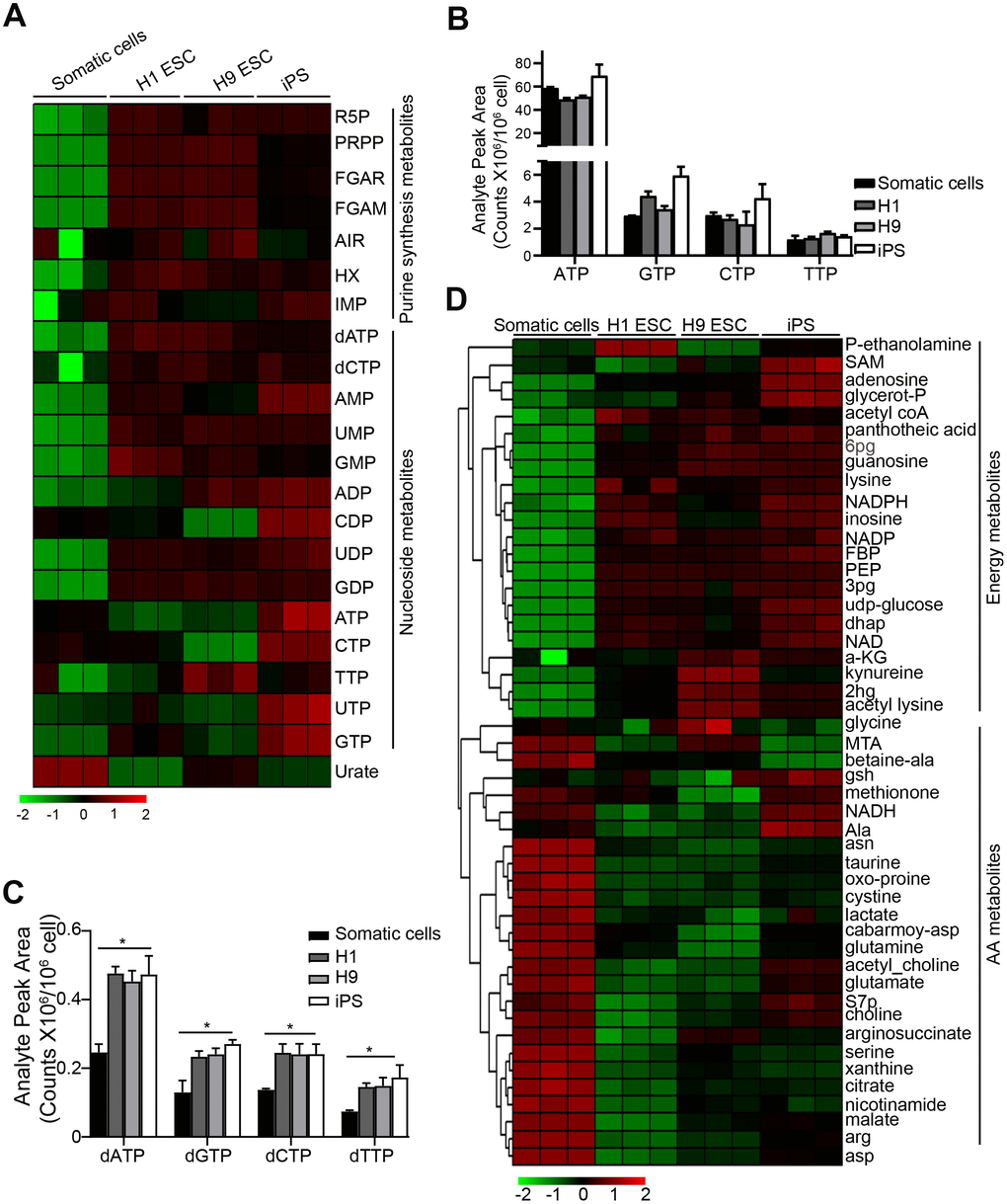 Purine metabolite levels are high in pluripotent stem cells. (A) Heatmap showing metabolomics analysis in PSCs, compared with somatic cell control using UHPLC-MS. Somatic cells, human fibroblast cells; iPS, induced pluripotency stem cells from cord blood. (B, C) Comparison of the absolute levels of NTPs (B) and dNTPs (C) in PSCs and somatic cells by analyzing analyte peak area (counts x 106/106 cells) from (A). (D) Heatmap showing the metabolites except for purine synthesis-related in PSCs and somatic cells. In (C) data are expressed as the mean ± SD. *P 