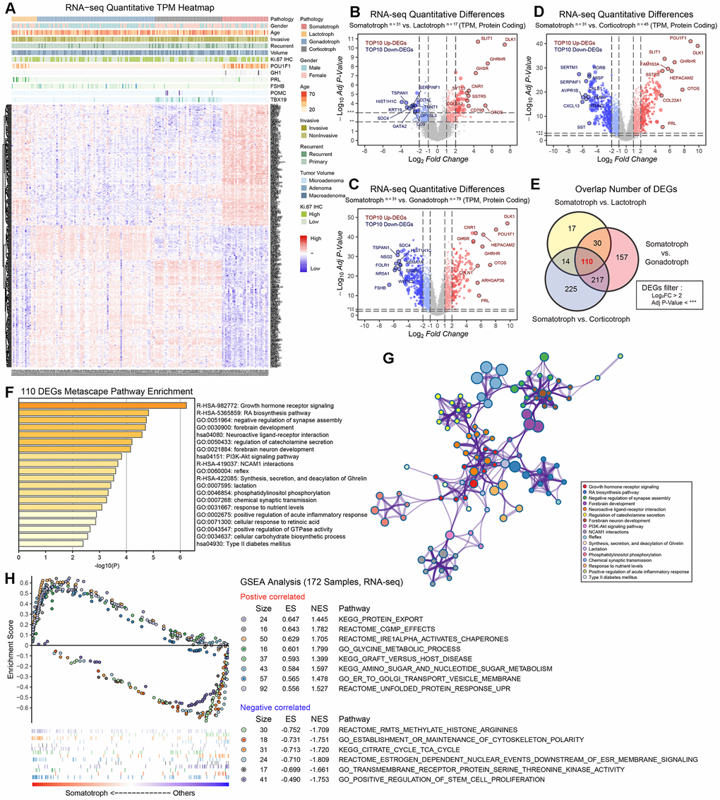 The protein-coding RNA landscape in 172 PitNETs. (A) Heatmap of unsupervised hierarchical clustering of the top 352 most variable genes among 31 somatotroph adenomas, 17 lactotroph adenomas, 79 gonadotroph adenomas and 45 corticotroph adenomas (|log2FC|>2, adj.P.valB–D) Volcano plots showing the significantly differentially expressed genes among somatotroph adenomas vs. 3 other subtypes of PitNETs (up: red, down: blue), all log2FC of DLK1 > 7. (E) Venn diagram showing the intersection of DEGs among somatotroph adenomas vs. 3 other subtypes of PitNETs, DEGs were identified under the cutoff of adj.P.val F, G) Metascape enrichment analysis including pathways and GO term of 110 overlapping DEGs in Figure 1E. (H) Outline of bioinformatic GSEA analysis.