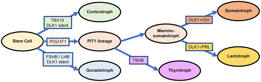 Differentiation and transcription factors in PitNETs base on the DLK1 expression.