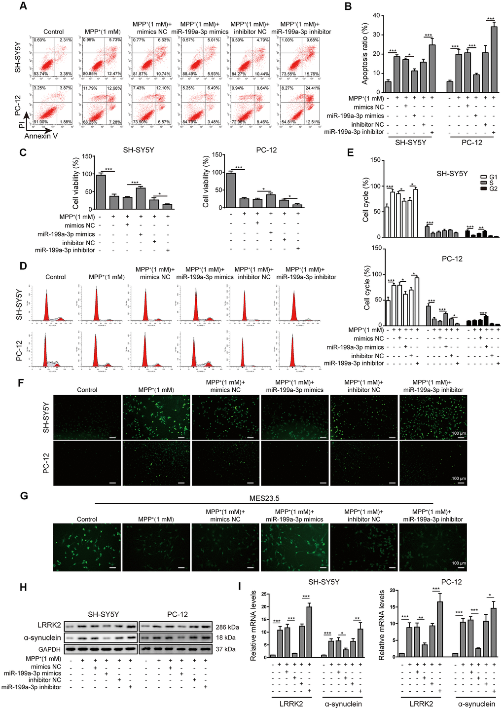 MiR-199a-3p overexpression prevents MPP+-induced cellular toxicity. (A) The flow cytometry assay was performed to evaluate the apoptosis of SH-SY5Y and PC-12 cells that were treated with 1 mM MPP+ and transfected with the miR-199a-3p mimics, miR-199a-3p inhibitor, mimics NC or inhibitor NC. (B) Apoptotic cells in the different groups were compared. (C) The CCK-8 assay was performed to evaluate the viability of SH-SY5Y and PC-12 cells. (D) The cell cycle phases were determined by propidium iodide staining and flow cytometry. (E) Comparison of the cell cycle analysis results for the different groups. (F) TUNEL staining was conducted to assess SH-SY5Y and PC-12 cell apoptosis. (G) Immunofluorescence staining was performed to monitor the distribution of TUBB3 in MES23.5 cells. (H) Western blot and (I) qPCR results showed that miR-199a-3p overexpression reduced LRRK2 and α-synuclein expression at both the protein and mRNA levels, which were promoted by MPP+ treatment. The data are representative of three experiments. *p p p 