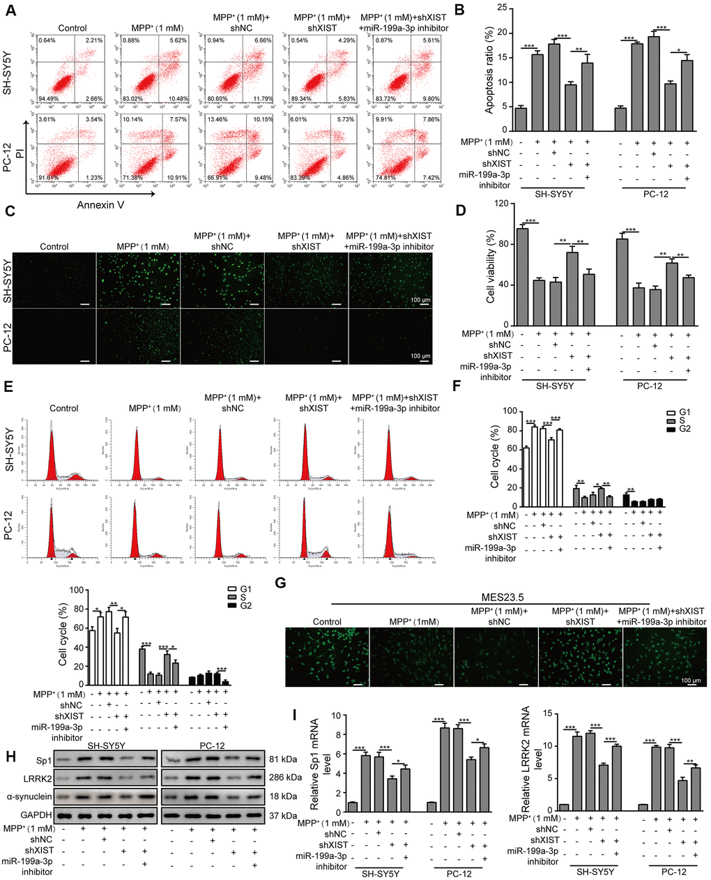 XIST knockdown reduces MPP+-induced cellular damage by directly targeting miR-199a-3p. (A) Flow cytometry analysis of apoptosis was performed upon the silencing of XIST and/or miR-199a-3p. (B) Apoptotic cells in different groups were compared. (C) TUNEL staining was performed to evaluate cell apoptosis. (D) The viability of SH-SY5Y and PC-12 cells transfected or treated with the indicated molecules was evaluated by the CCK-8 assay. (E) The cell cycle phases were determined by propidium iodide staining and flow cytometry after the cells were treated with shXIST and/or miR-199a-3p inhibitor. (F) Comparison of the cell cycle results for the different groups. (G) Immunofluorescence staining of TUBB3 in MES23.5 cells is shown. (H) Western blot and (I) qPCR results showed that the inhibitory effects of shXIST on Sp1, LRRK2 and α-synuclein expression were counteracted by miR-199a-3p knockdown. The data are representative of three experiments. *p p p 