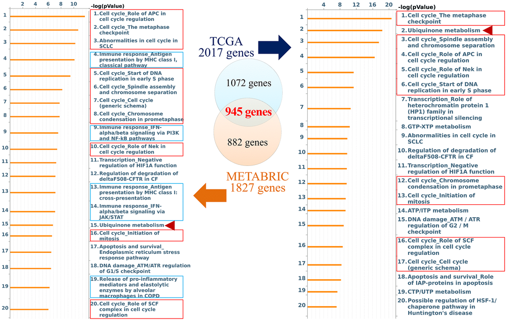 Networks from coiled-coil domain-containing protein 167 (CCDC167)-co-expressed genes in breast cancer. The Venn diagram circles represent co-expressed genes of CCDC167 from each database; the blue circle represents co-expressed genes in TCGA database, and the orange circle represents co-expressed genes in the METABRIC database. The MetaCore signaling pathway analysis demonstrated that the “cell cycle role of anaphase-promoting complex (APC) in cell cycle regulation” and cell cycle-related signaling (red rectangles) were significantly correlated with CCDC167 gene expression. Immune-response signaling is marked with blue rectangles, and ubiquinone metabolism is scored with red arrowheads.