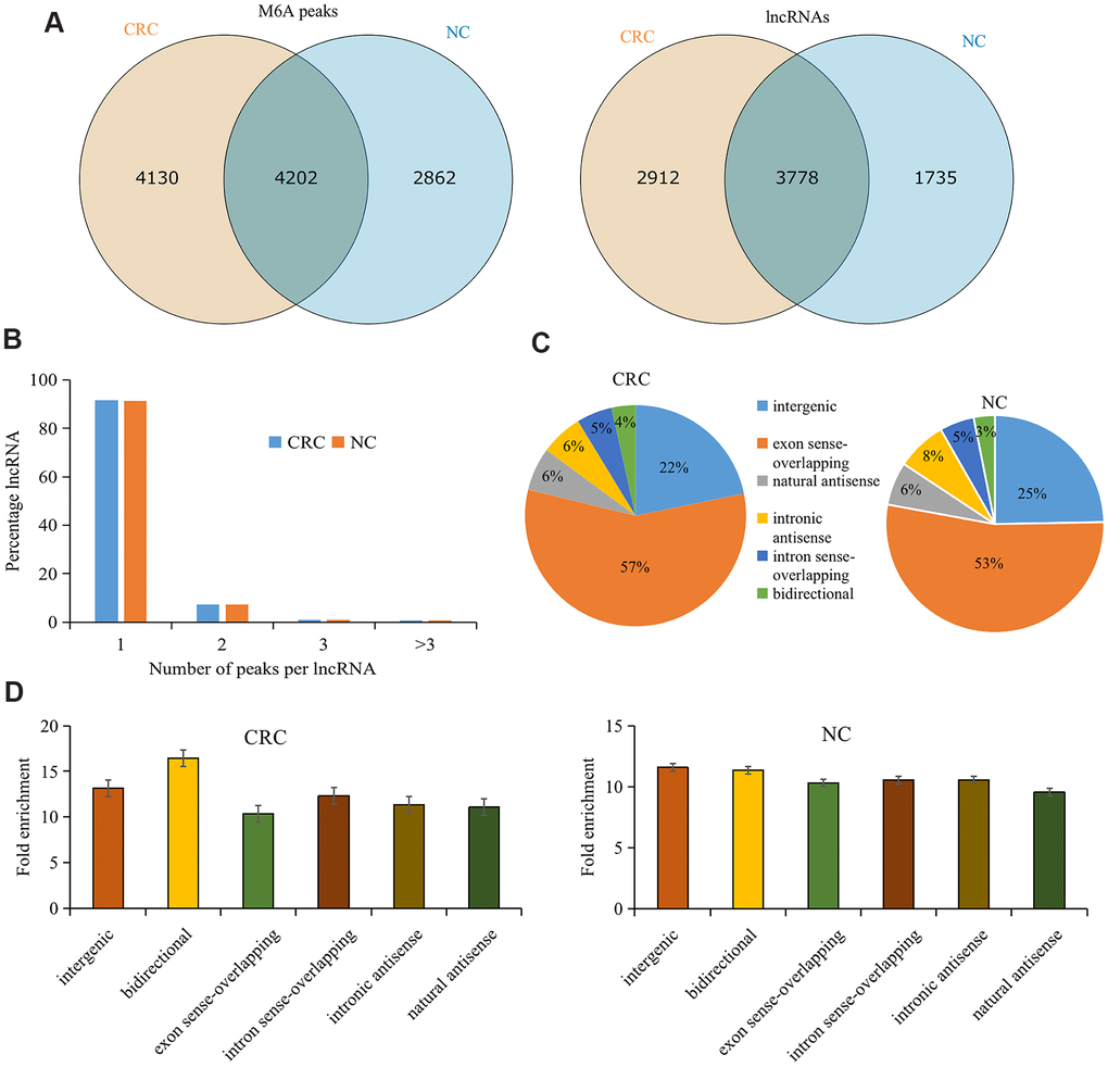 Overview of M6A methylation within lncRNAs in CRC and tumor-adjacent normal tissues. (A) Venn diagram showing the numbers of cancer-unique, normal-unique, and common M6A peaks within lncRNAs in the two groups. (B) Proportions of lncRNAs harboring different numbers of M6A peaks in the two groups. (C) Pie charts showing the percentages of the positional relationship between M6A methylated lncRNAs and mRNAs in the two groups. (D) Distributions of fold enrichment of M6A peaks in six categories. Colorectal cancer, CRC; N6-methyladenosine, M6A; tumor-adjacent normal tissues, NC.