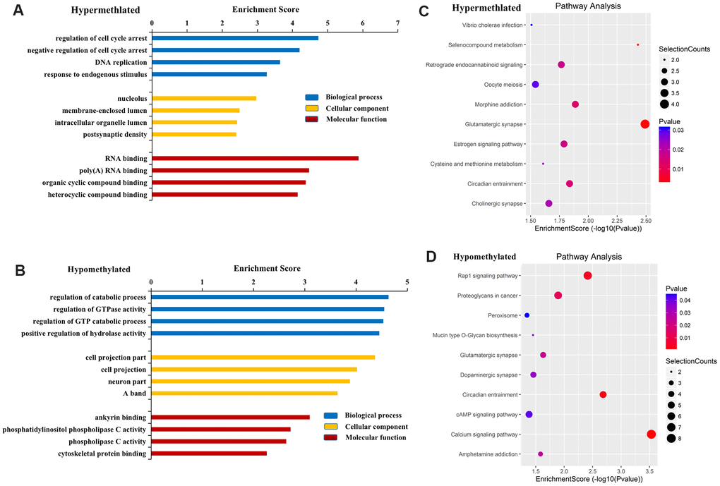 Functional analysis of mRNAs located near differentially methylated lncRNAs. GO enrichment analysis of genes near M6A hypermethylated (A) and hypomethylated (B) lncRNAs. GO enrichment analysis included BP analysis, CC analysis, and molecular function (MF) analysis. KEGG pathway analysis of genes near M6A hypermethylated (C) and hypomethylated (D) lncRNAs. p-values were calculated using DAVID.