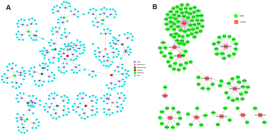 The networks of lncRNA-miRNA-mRNA and lncRNA-mRNA regulation in CRC. (A) The network of lncRNA-miRNA-mRNA regulation in CRC. (B) The network of lncRNA-mRNA regulation in CRC.