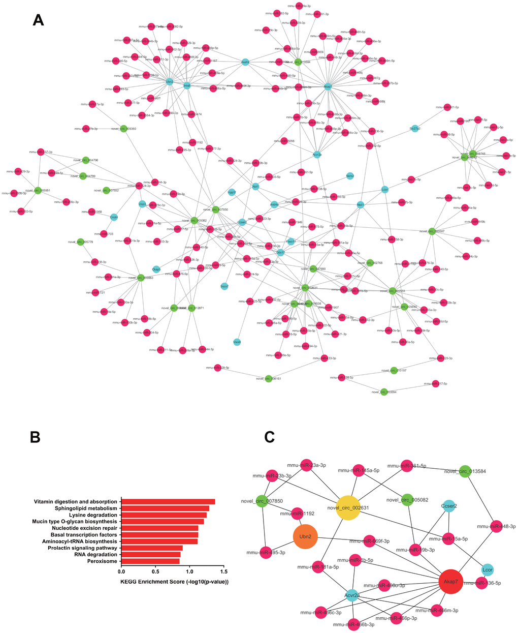 The upregulated ceRNA network in renal tissue. (A) Paired upregulated mRNA and corresponding circRNA and miRNA; the CeRNA network is composed of circRNA, miRNA and mRNA in renal tissue. The green node represents circRNA, the red node represents miRNA, and the blue node represents mRNA. (B) KEGG analysis of ceRNA pairing. (C) Screened network of key RNA nodes. Key nodes are represented by larger circles; the darker is the color, the greater is the number of related nodes.