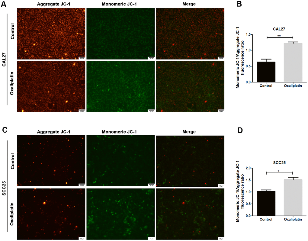 Oxaliplatin caused mitochondrial damage in OSCC cells. (A, C) Representative images of JC-1 staining in CAL27 and SCC25 cells treated with oxaliplatin. (B, D) The fluorescence ratio of monomeric JC-1/ aggregate JC-1 in CAL27 and SCC25 cells treated with oxaliplatin. * p