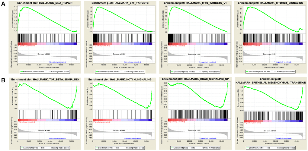 Significant SNRPA1-related hallmark pathways by GSEA analysis. (A) The most significant pathways associated with up-regulated SNRPA1. (B) The most significant pathways associated with down-regulated SNRPA1. GSEA: Gene Set Enrichment Analysis.